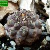 Eriosyce _napina _ssp.glabrescens _ FR710_ 01